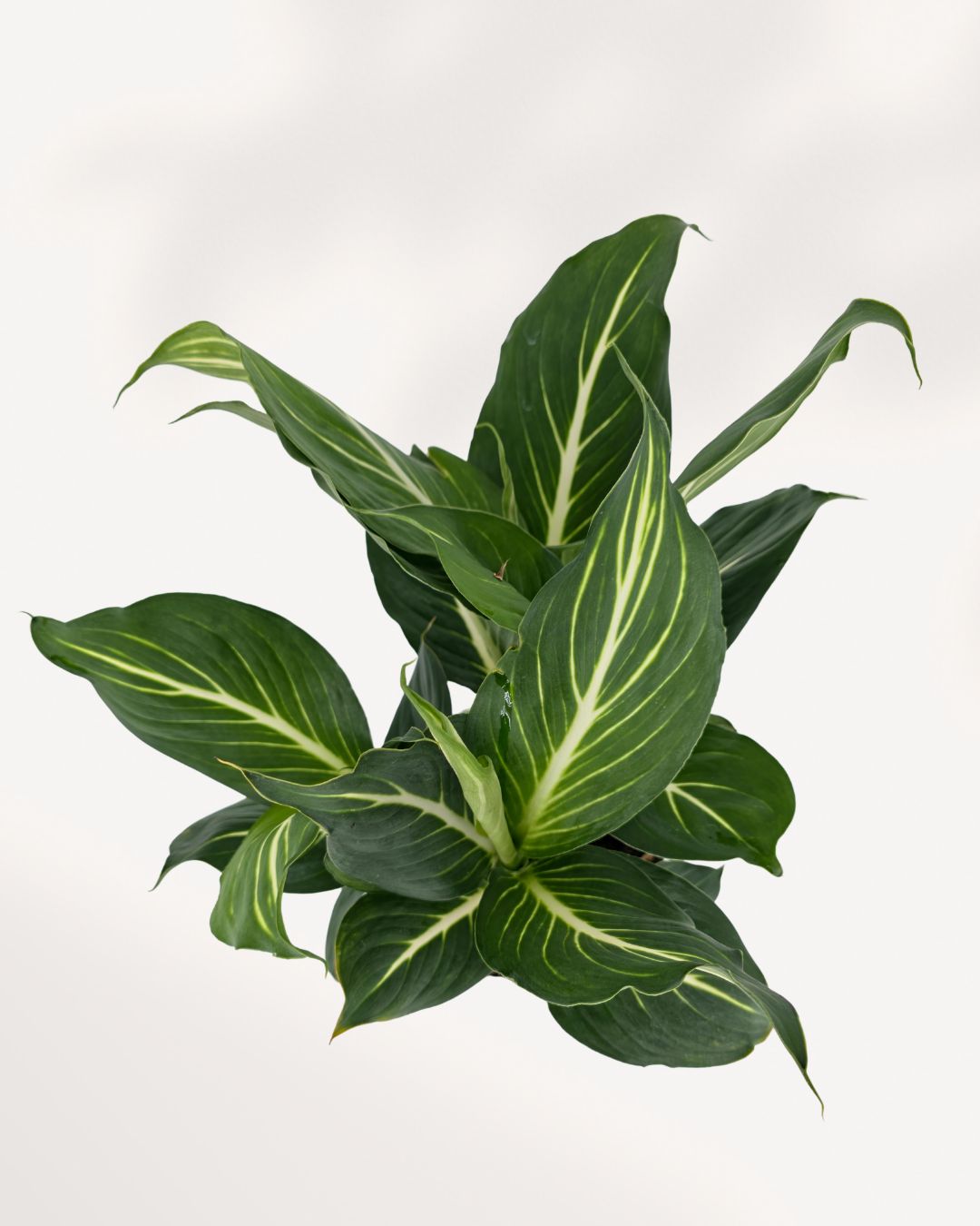 Dieffenbachia Sterling