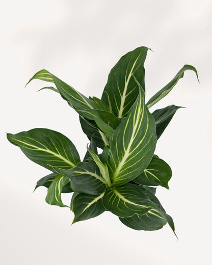 Dieffenbachia Sterling