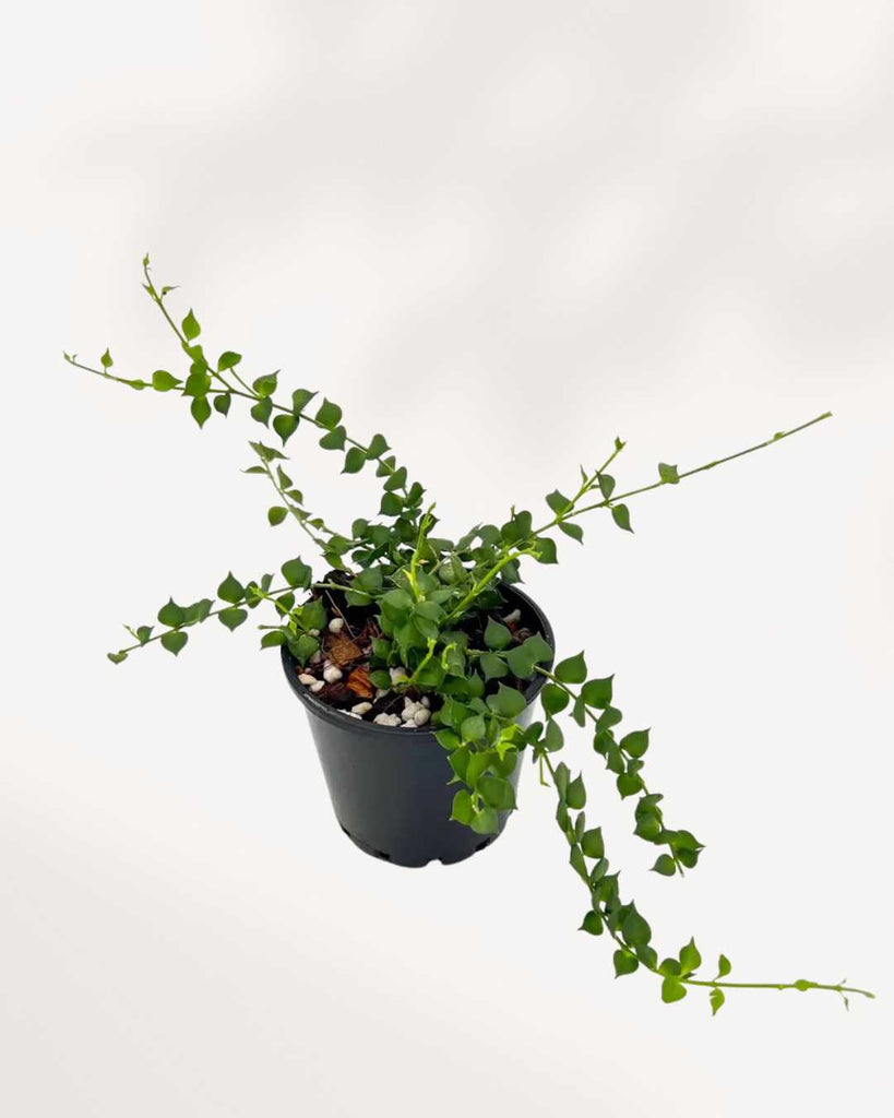 Dischidia Million Hearts 4" Pot - Small