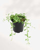 String of Dolphin 3.5” Pot - Small
