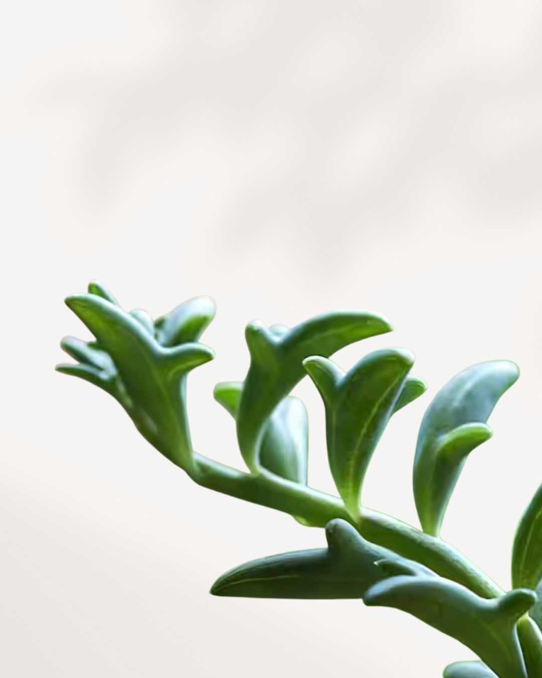 buy dolphin succulents String of Dolphin | Buy Online - Unique Succulent Plant | MyGreenscape | Mygreenscape