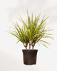 Dracaena Marginata Kiwi 6" Pot - Small