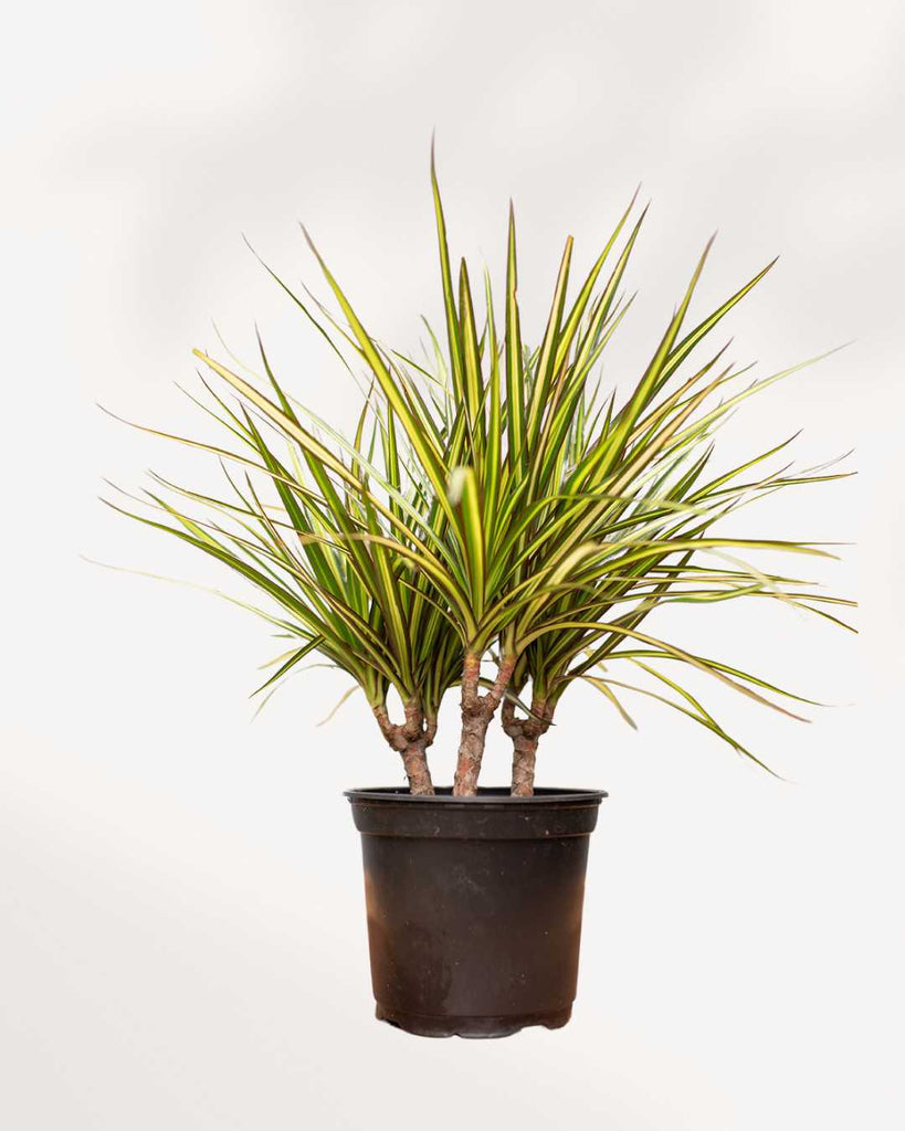dracaena kiwi ray of sunshine Dracaena Marginata Kiwi – Vibrant, Low-Maintenance Indoor Plant | Mygreenscape