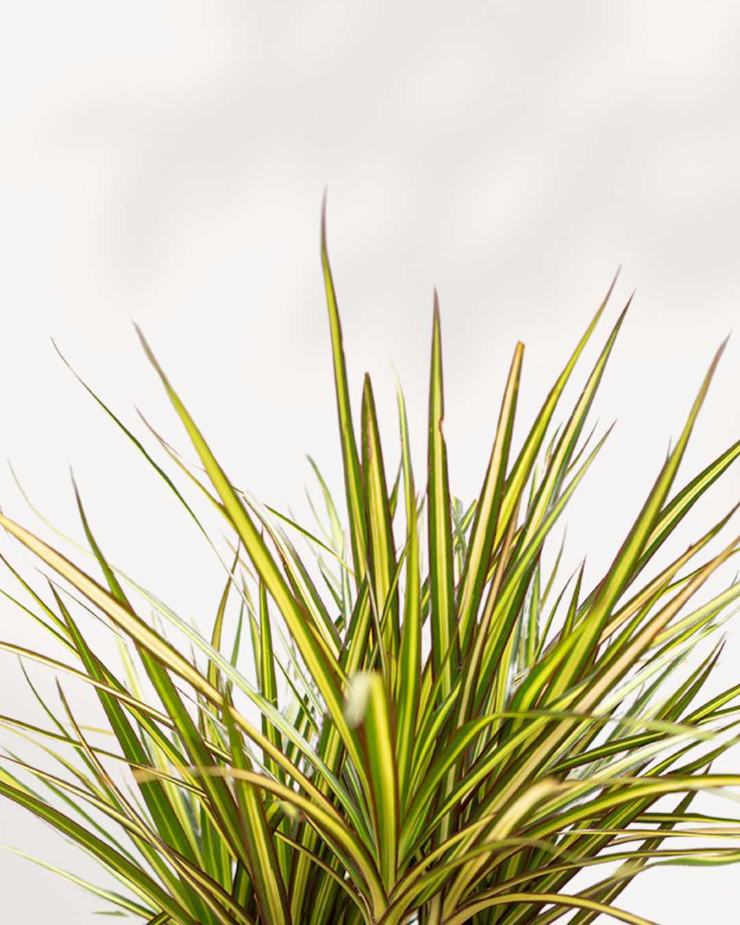dracaena marginata kiwi Dracaena Marginata Kiwi – Vibrant, Low-Maintenance Indoor Plant | Mygreenscape