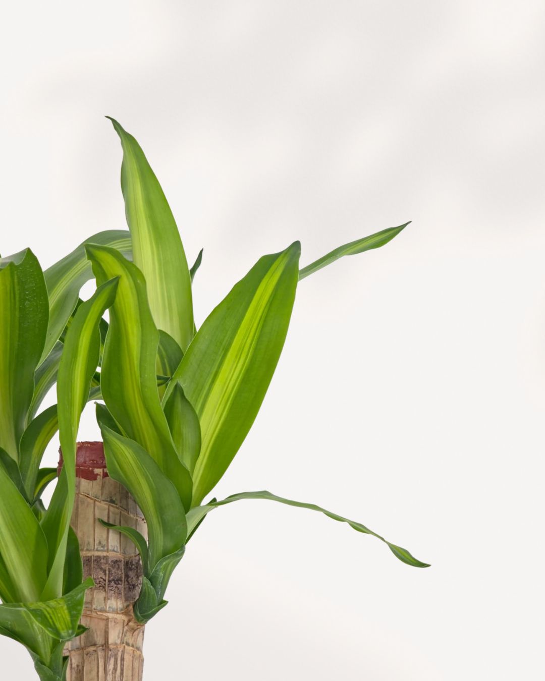 Close-up of Dracaena Massangeana leaves with yellow and green variegation, an air-purifying indoor plant that looks great in any room
