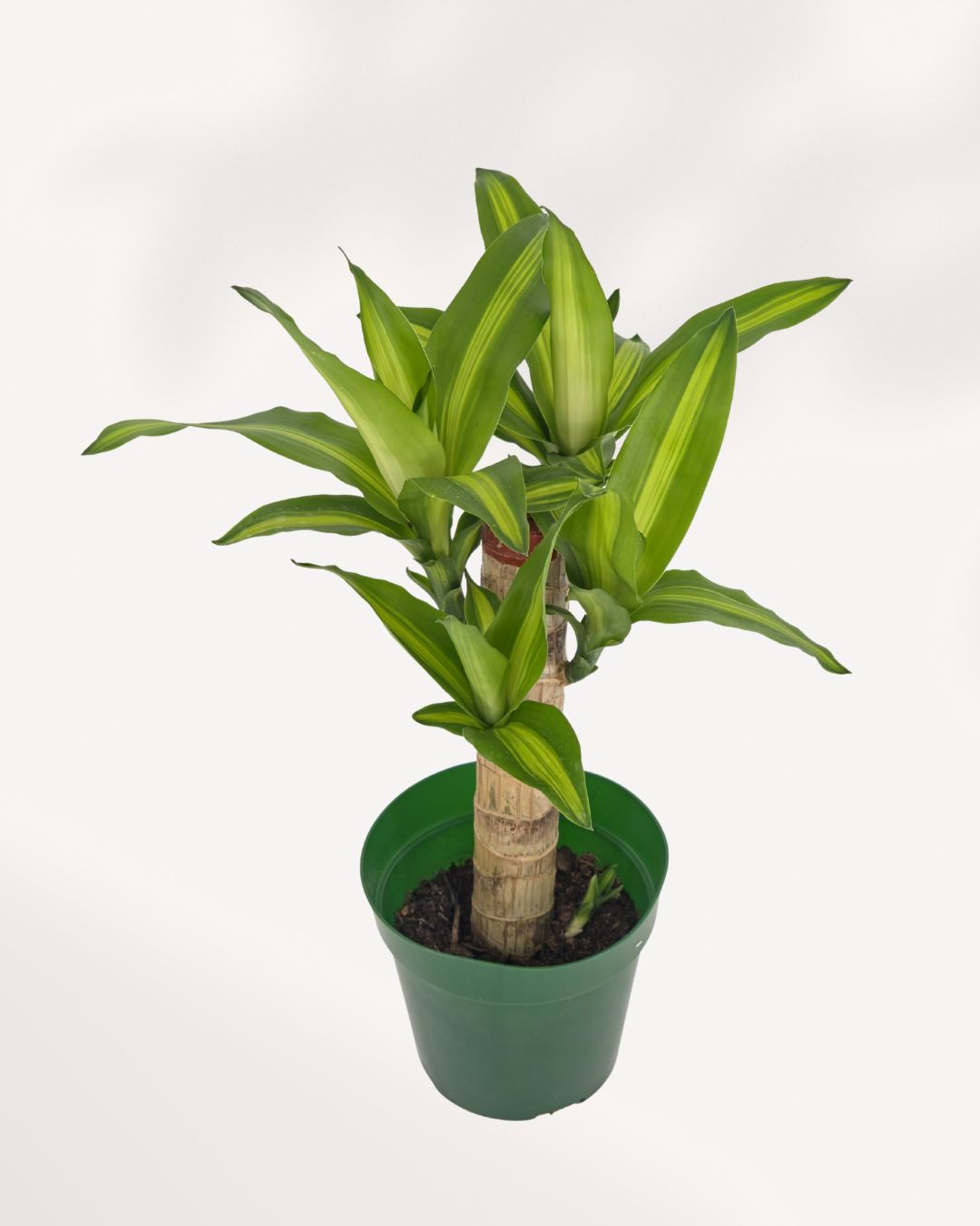 Front top view of a Dracaena Corn Plant showing full leafy growth, a low-maintenance houseplant great for Canadian homes and offices