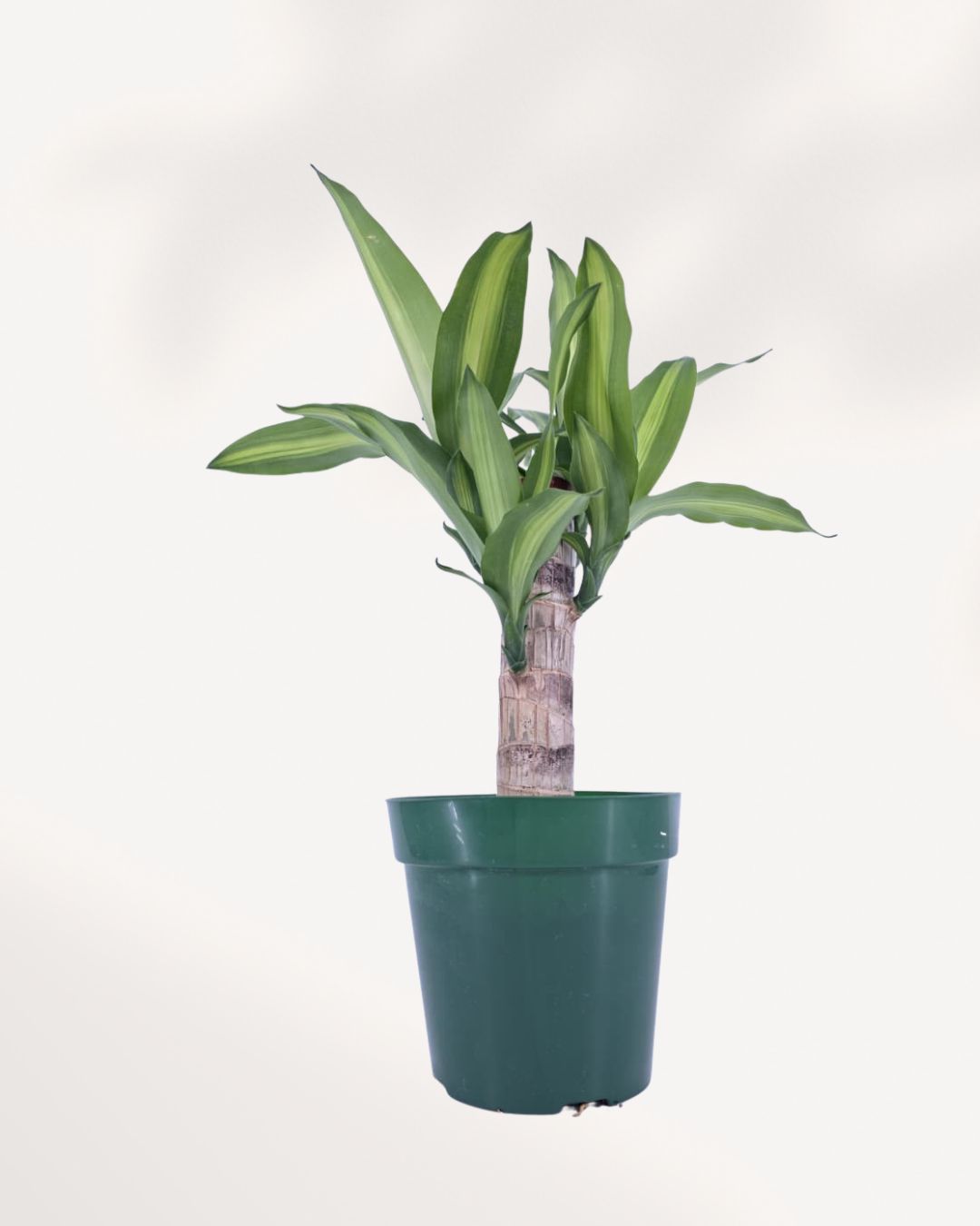 Dracaena Fragrans Massangeana indoor plant in a nursery pot with green leaves and a yellow center stripe, available for delivery across Canada