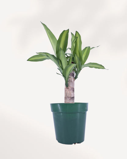 Dracaena Fragrans Massangeana indoor plant in a nursery pot with green leaves and a yellow center stripe, available for delivery across Canada