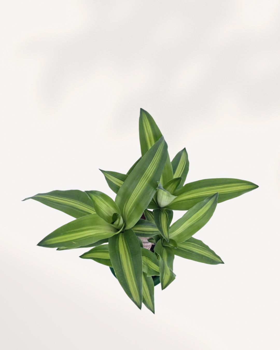 Top view of a Dracaena Fragrans Massangeana showing its full leaf spread, shop online with plant delivery across Canada