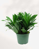 Dracaena Janet Craig 6" Pot - Medium