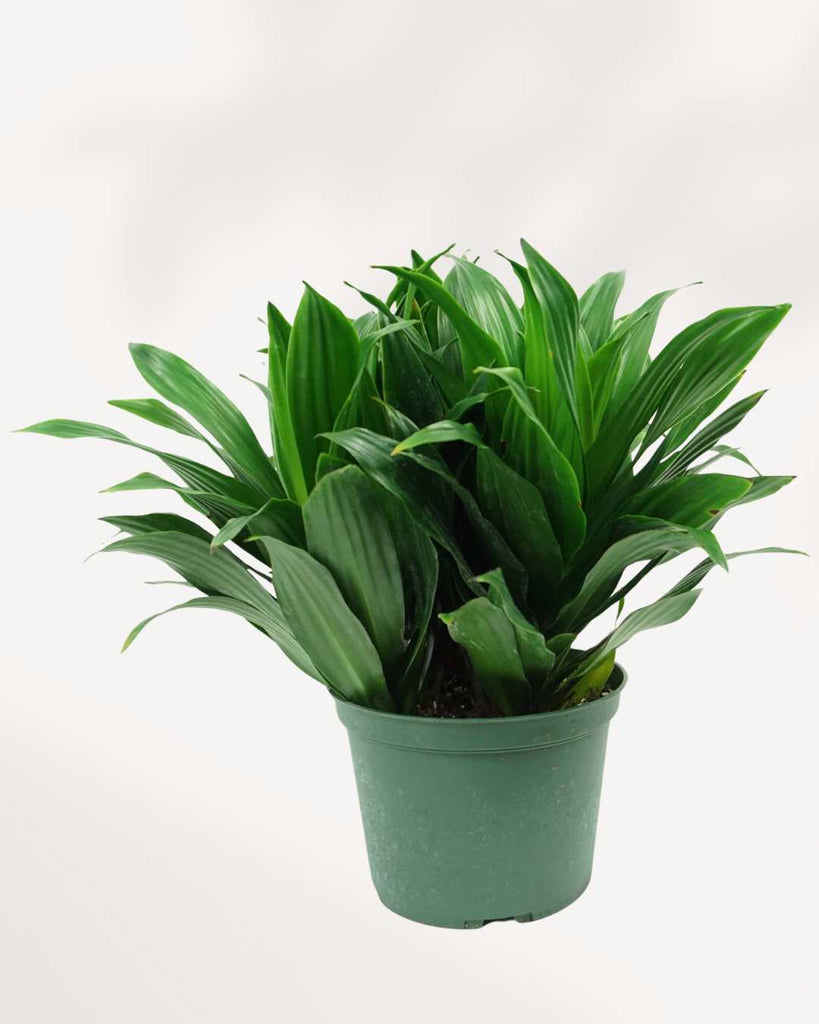 dracaena janet craig toxic Dracaena Janet Craig – Low Light Indoor Plant | Buy Online | Mygreenscape