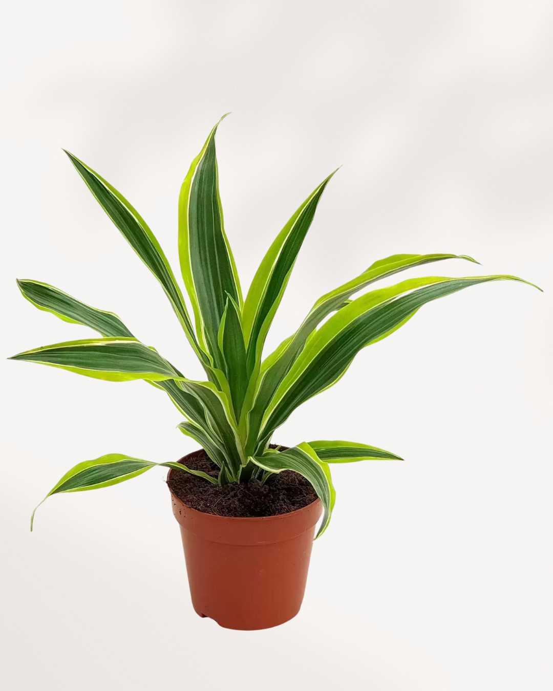 Dracaena Lemon Lime | Buy Online