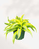 Dracaena Lemon Lime Surprise - Dracaena fragrans 4" Pot - Small