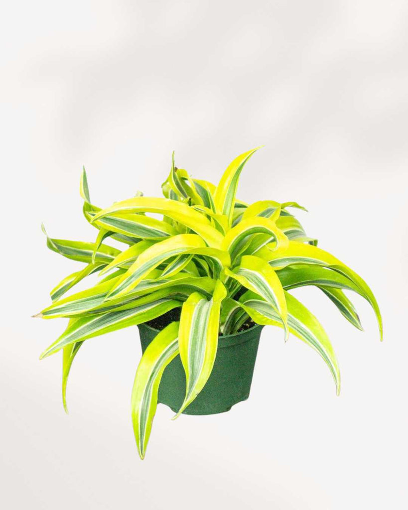 Dracaena Lemon Lime Surprise - Dracaena fragrans 4" Pot - Small