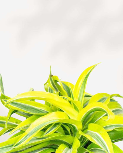 Dracaena Lemon Lime Surprise | Buy Online