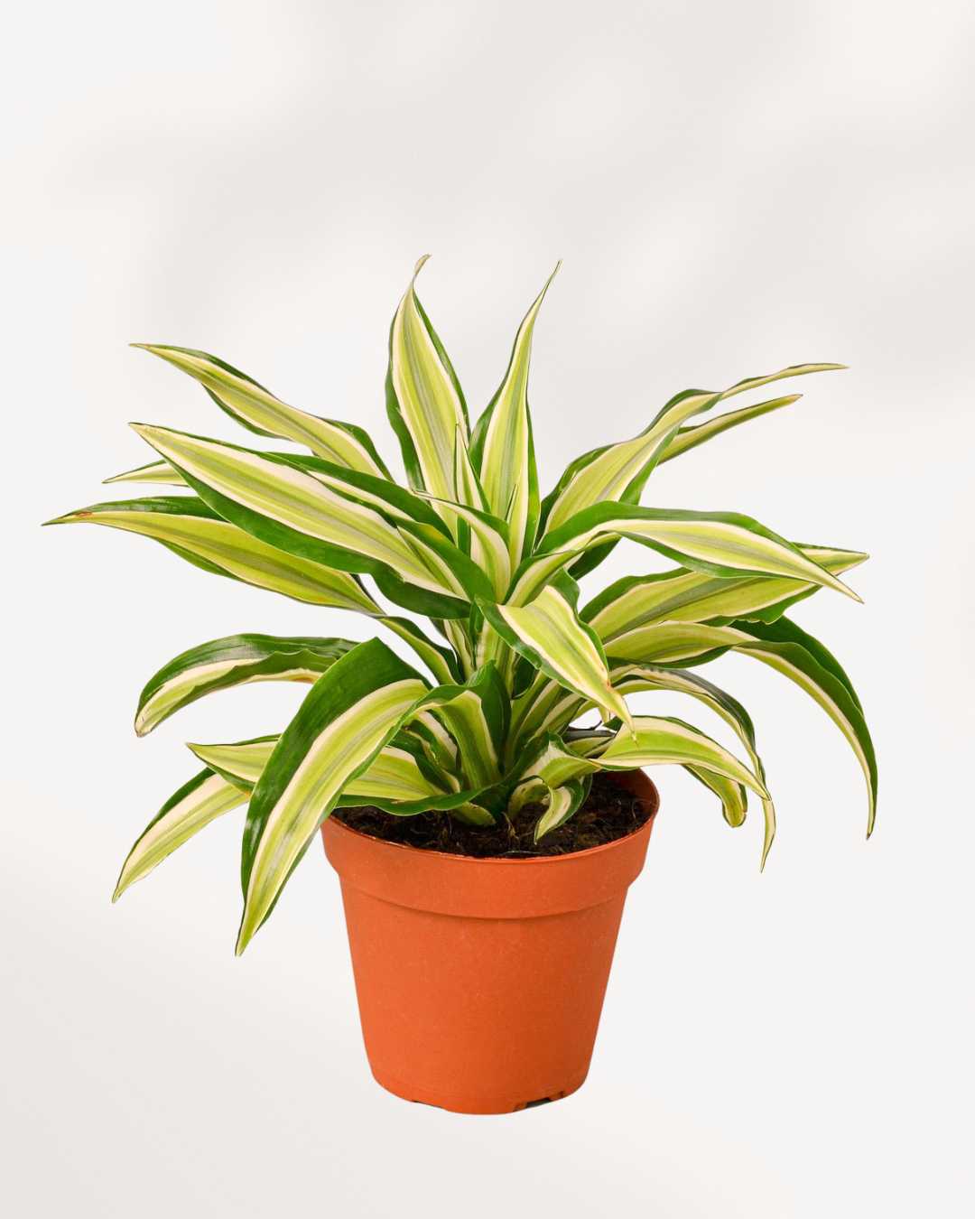 Dracaena Malaika Lime | Buy Online