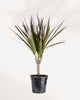 Dracaena Marginata 3.5" Pot - Small