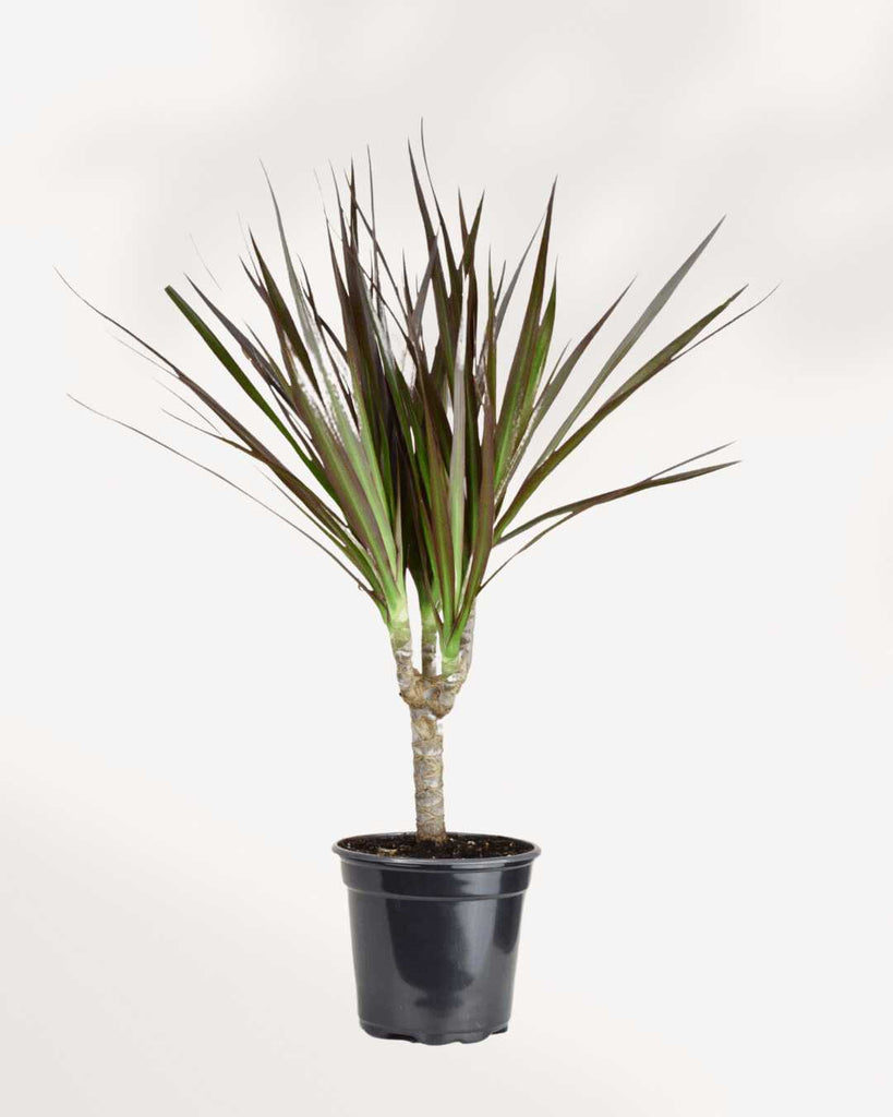 Dracaena Marginata 3.5" Pot - Small
