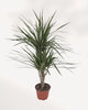 Front view of Dracaena Marginata Cane Set showcasing upright architectural growth and vibrant tropical foliage perfect for indoor air purifying plant collections in Toronto GTA