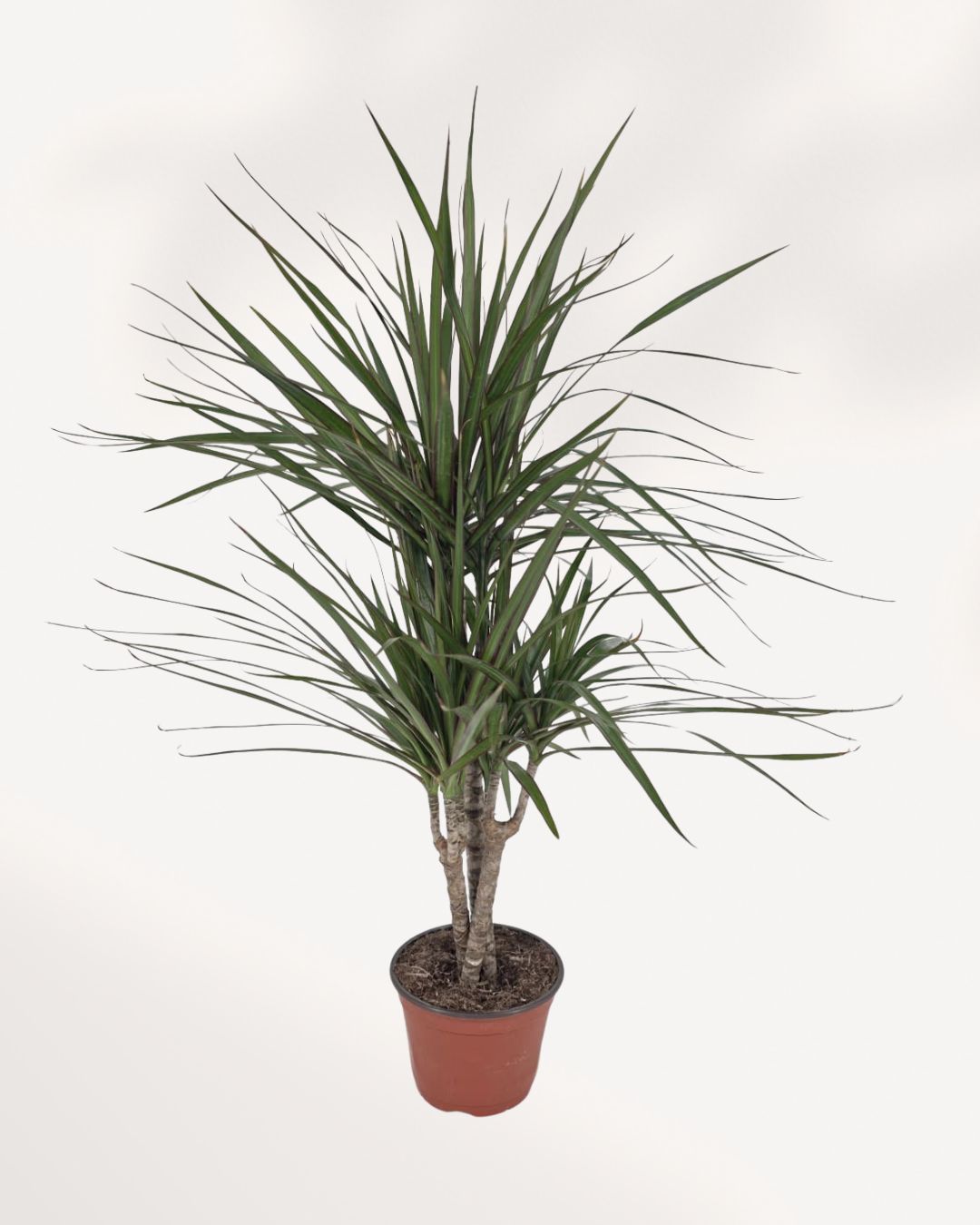 Front view of Dracaena Marginata Cane Set showcasing upright architectural growth and vibrant tropical foliage perfect for indoor air purifying plant collections in Toronto GTA