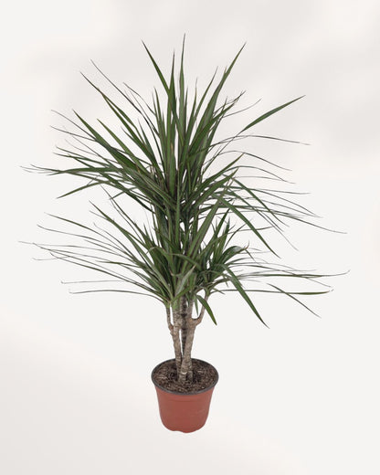 Front view of Dracaena Marginata Cane Set showcasing upright architectural growth and vibrant tropical foliage perfect for indoor air purifying plant collections in Toronto GTA