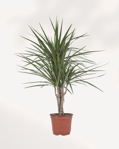 Front view of Dracaena Marginata Cane Set showcasing upright architectural growth and vibrant tropical foliage perfect for indoor air purifying plant collections in Toronto GTA