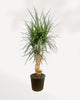 Dracaena Marginata Stump Mother Plant front top angle in black nursery pot showing textured twisted woody stump base and full canopy of arching narrow green leaves, mature indoor dragon tree for bright spaces Canada