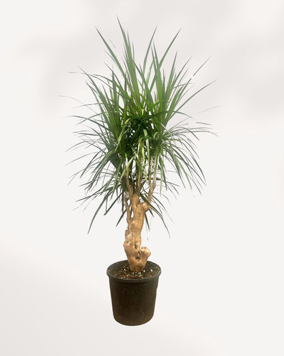 Dracaena Marginata Stump Mother Plant front top angle in black nursery pot showing textured twisted woody stump base and full canopy of arching narrow green leaves, mature indoor dragon tree for bright spaces Canada