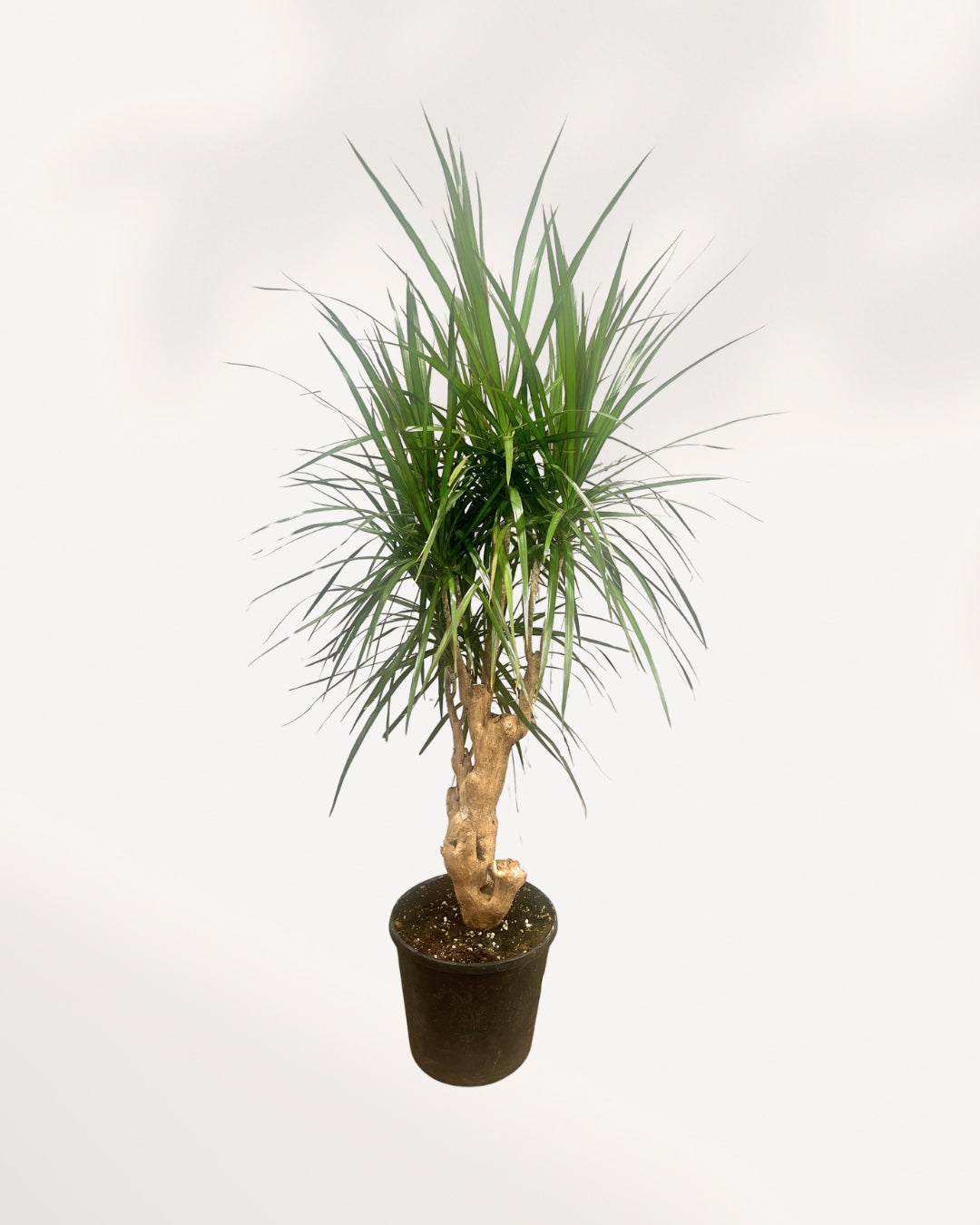 Dracaena Marginata Stump Mother Plant front view in black nursery pot showing thick gnarled woody stump trunk with multiple branching heads of long narrow dark green spiky leaves, large statement indoor tree Canada