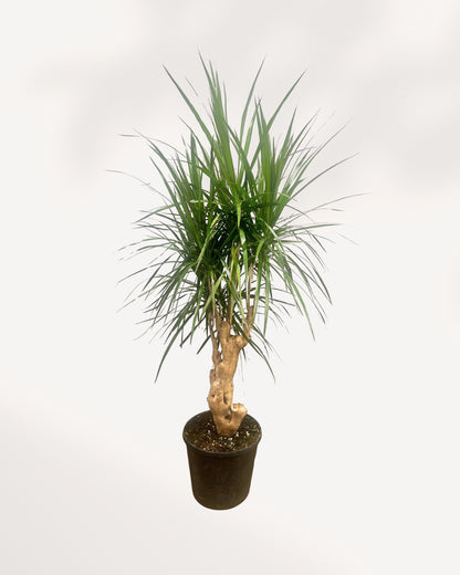Dracaena Marginata Stump Mother Plant front view in black nursery pot showing thick gnarled woody stump trunk with multiple branching heads of long narrow dark green spiky leaves, large statement indoor tree Canada