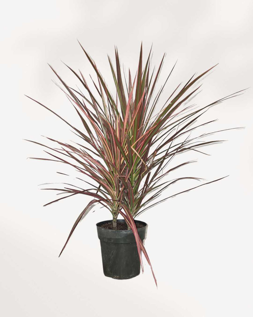 Dracaena Marginata Tricolor 6" Pot - Medium
