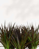 Dracaena Marginata