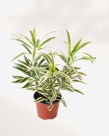 dracaena reflexa song of india pflege Dracaena Reflexa Song Of India | Buy Online - Vibrant Indoor Plant |  Mygreenscape