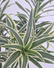 Dracaena Reflexa Variegated Braid
