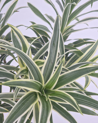Dracaena Reflexa Variegated Braid