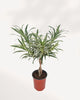 Dracaena Reflexa Variegated Braid