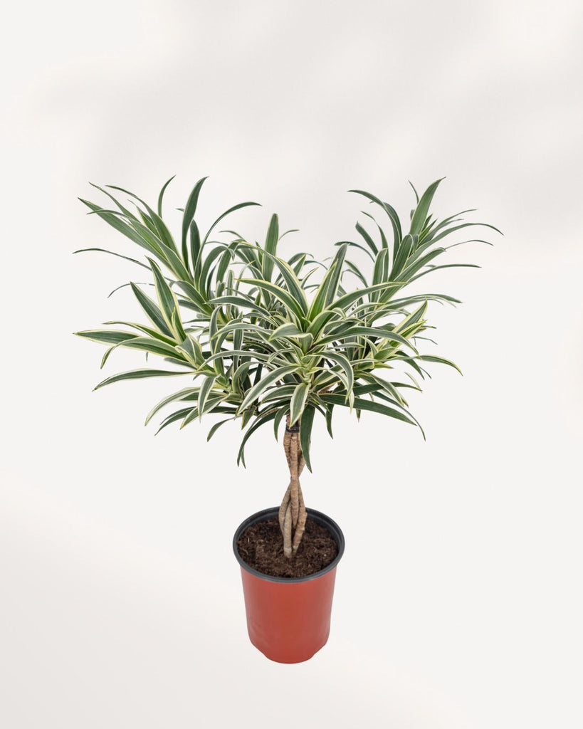 Dracaena Reflexa Variegated Braid