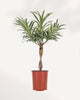 Dracaena Reflexa Variegated Braid