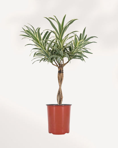 Dracaena Reflexa Variegated Braid