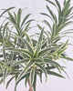 Dracaena Reflexa Variegated Braid