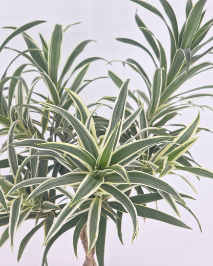 Dracaena Reflexa Variegated Braid