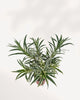 Dracaena Reflexa Variegated Braid