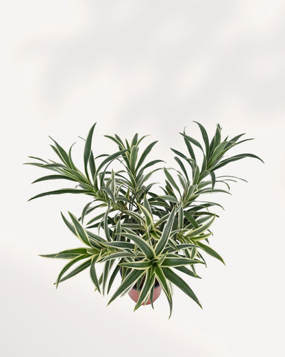 Dracaena Reflexa Variegated Braid