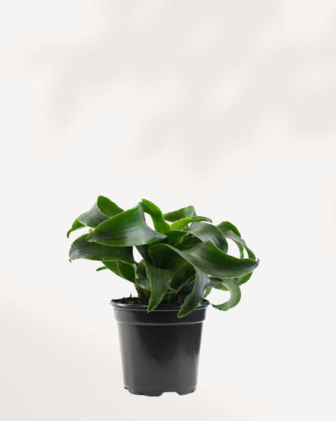 dracaena sanderiana twister Dracaena Twist | Buy Online - Stylish & Low-Maintenance Houseplant |  Mygreenscape
