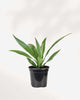 Dracaena Warneckii 4" Pot - Small