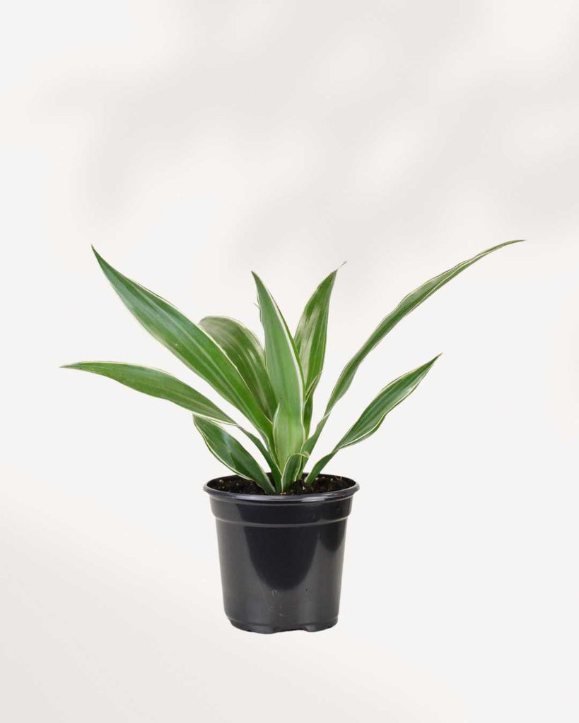 dracaena warneckii pet safe Dracaena Warneckii | Air-Purifying for Your Indoor Space | Mygreenscape