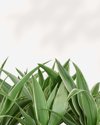 warneckii dracaena air purifying Dracaena Warneckii | Air-Purifying for Your Indoor Space | Mygreenscape