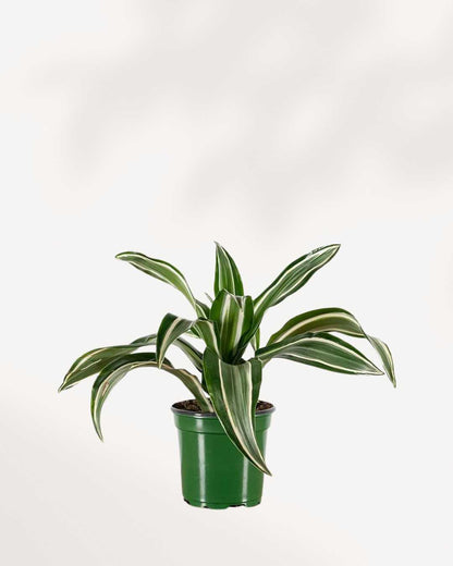 Dracaena Jade Jewel | Buy Online