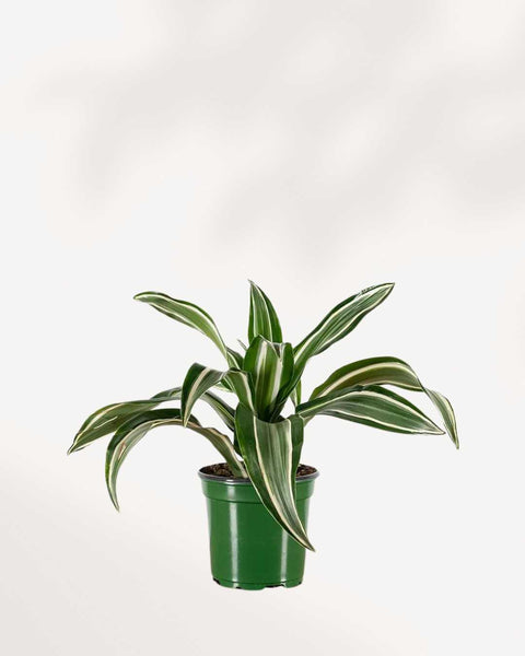 dracaena white jewel light Dracaena Jade Jewel | Buy Online - Elegant Low-Maintenance Houseplant | Mygreenscape