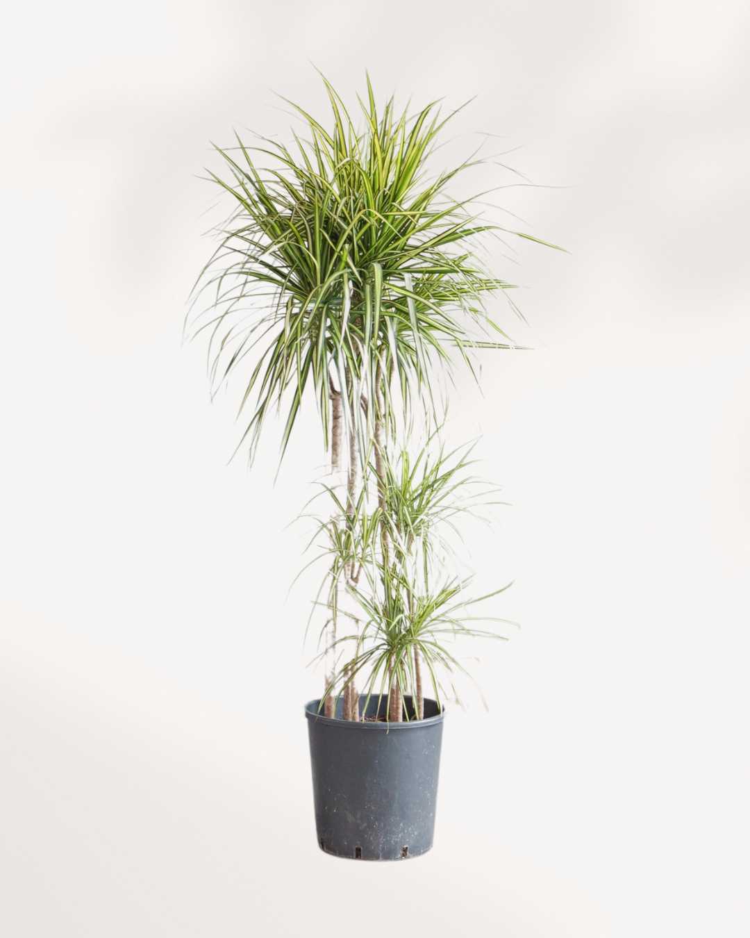 dracaena marginata kiwi care Dracaena Marginata Kiwi – Vibrant, Low-Maintenance Indoor Plant | Mygreenscape